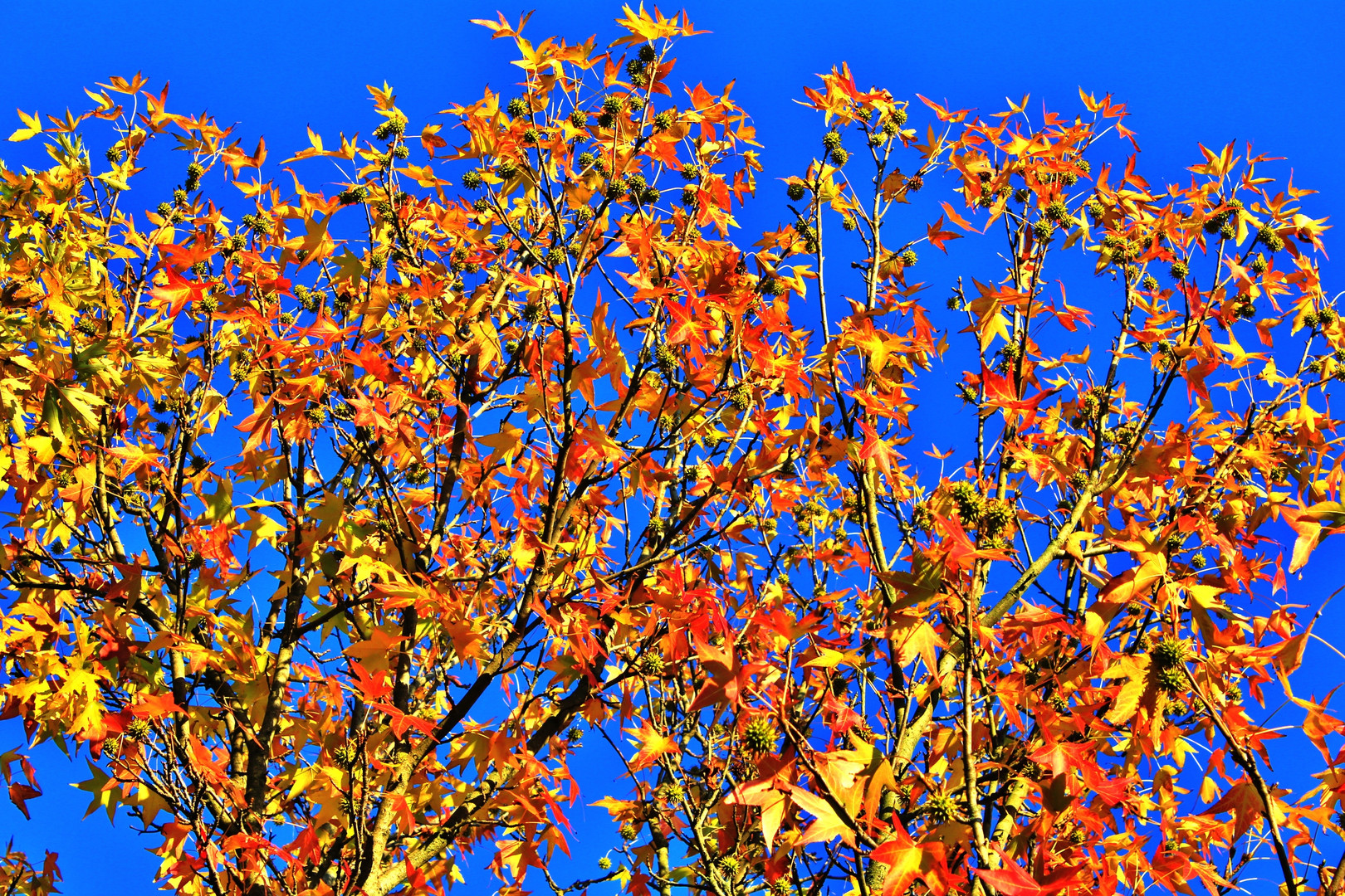 beleza di AUTUNNO