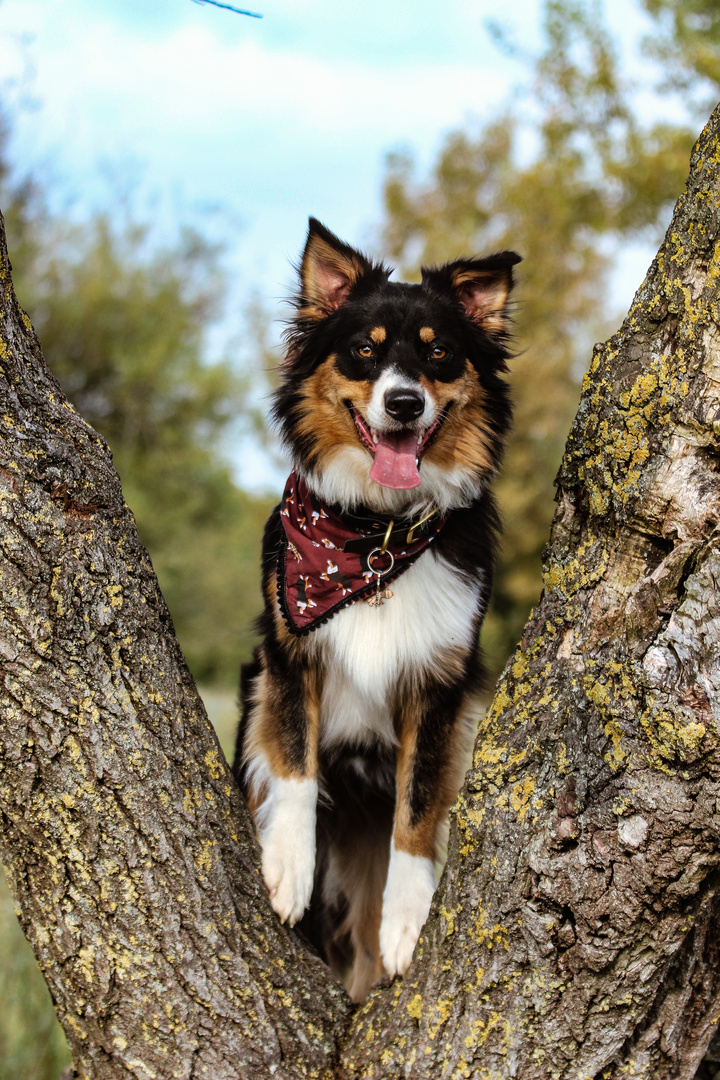 Beleza im Baum 