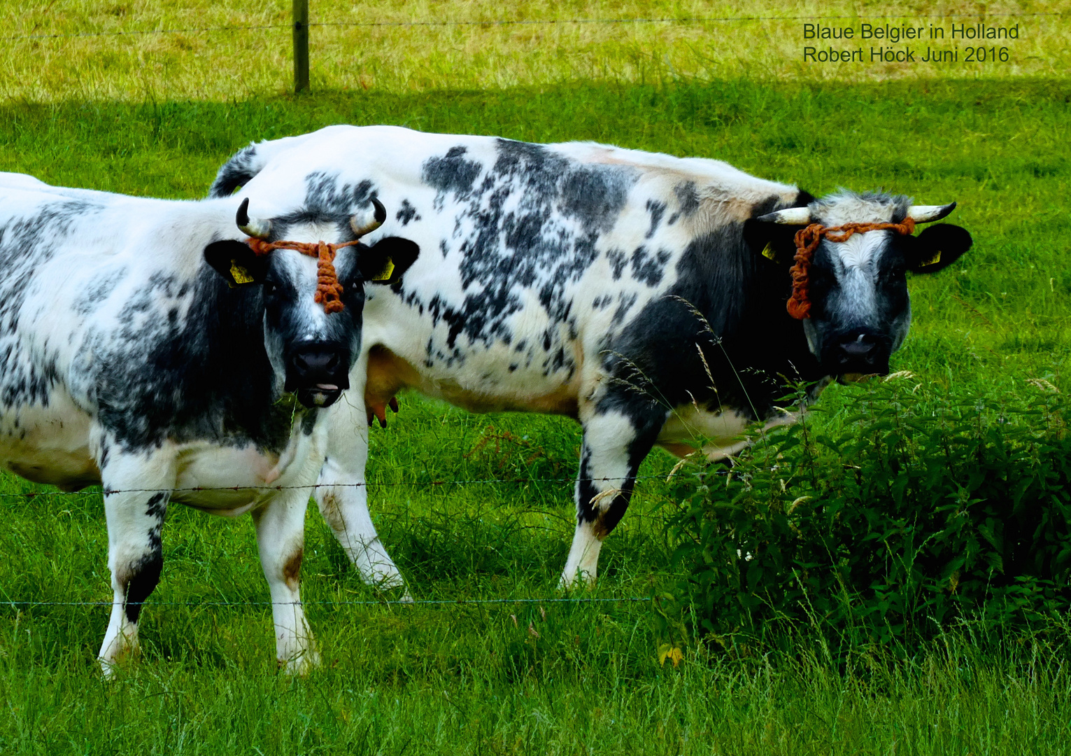 Belgian Blue Cattle, Weiß-Blaue Belgier Kühe - Fleischrinder Zweinutzungsrasse