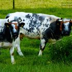 Belgian Blue Cattle, Weiß-Blaue Belgier Kühe - Fleischrinder Zweinutzungsrasse