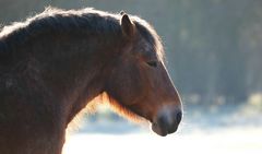 Belgian draft horse