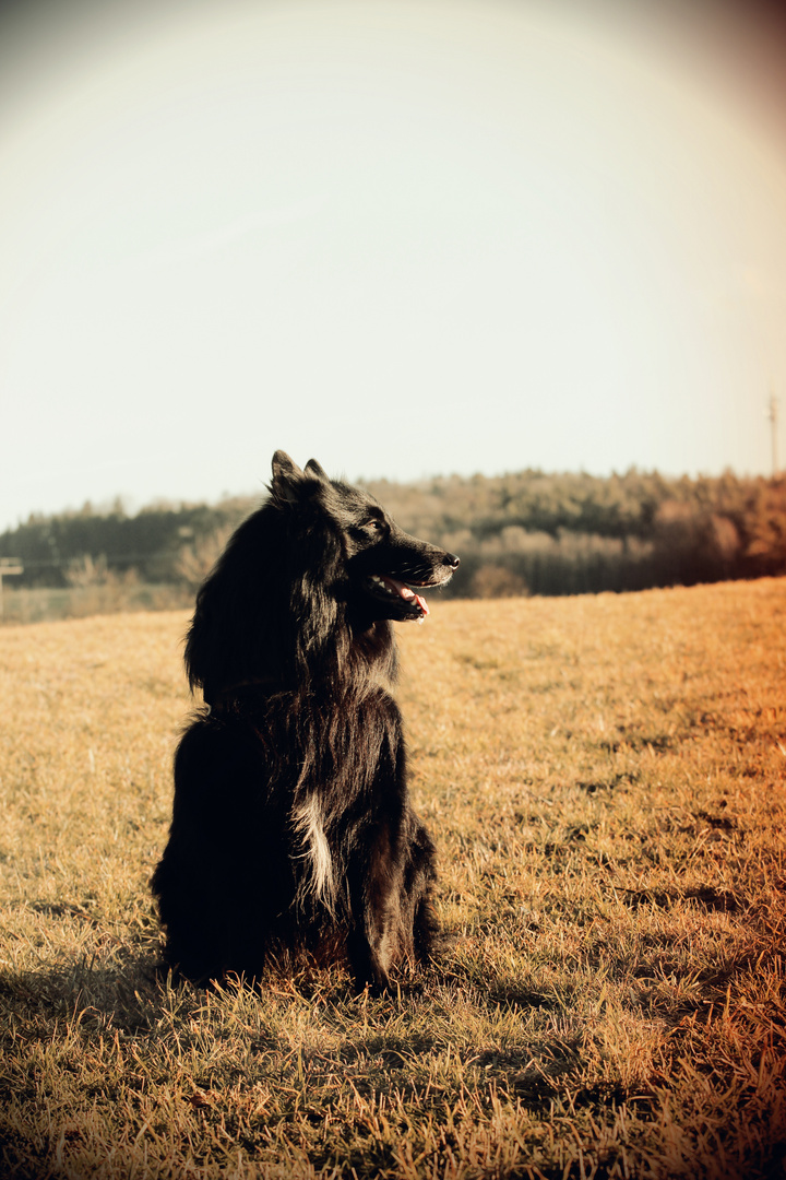 Belgian Shepherd