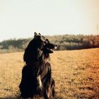 Belgian Shepherd