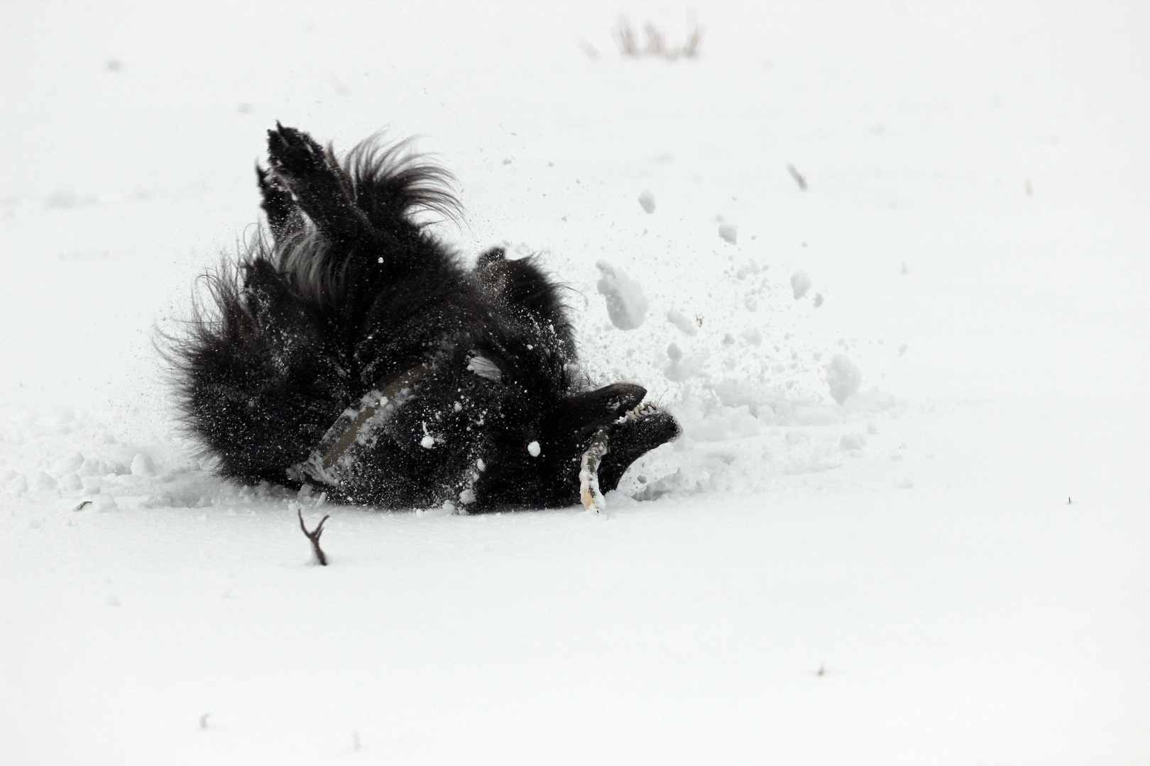 Belgian Shepherd