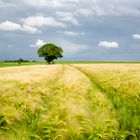 Belgian Summer