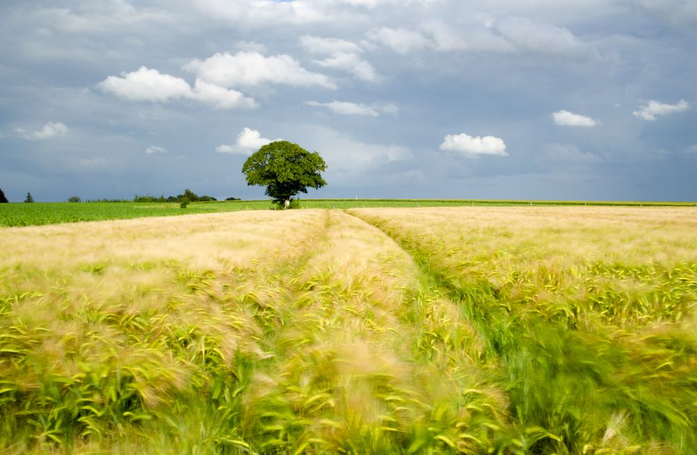 Belgian Summer