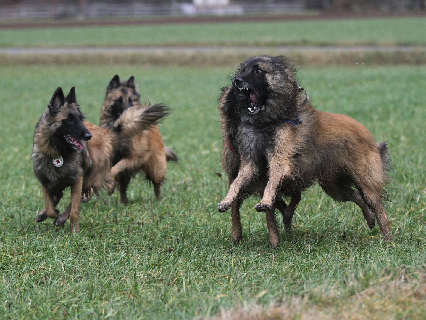 Belgier-Action