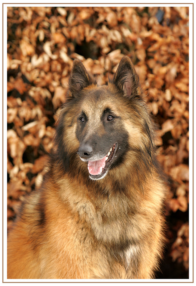 **BELGIER-PORTRAIT**