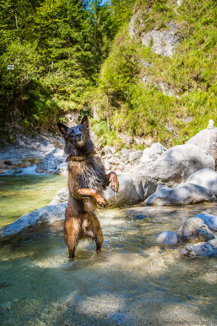 Belgier spielt Grizzlybär