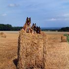 BELGIER-TRIO AUF STROHRAD