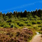 BELGIQUE - Le chemin des Hautes Fagnes.