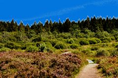 BELGIQUE - Le chemin des Hautes Fagnes.