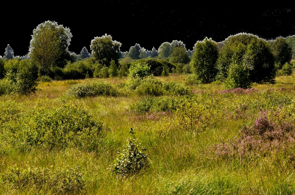 BELGIQUE - Les Hautes Fagnes - Aux promenades au grand air.