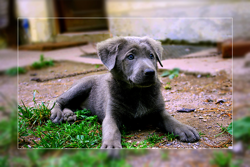 belgische Schäferhundwelpe II