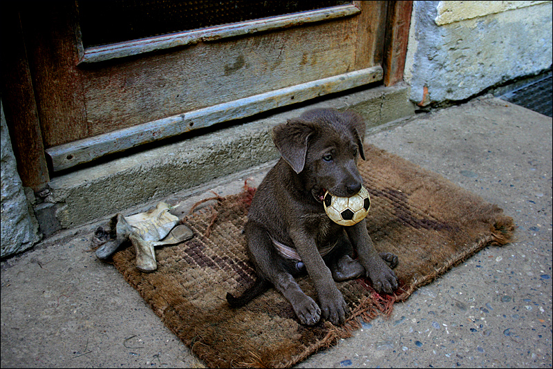 belgische Schäferhundwelpe III