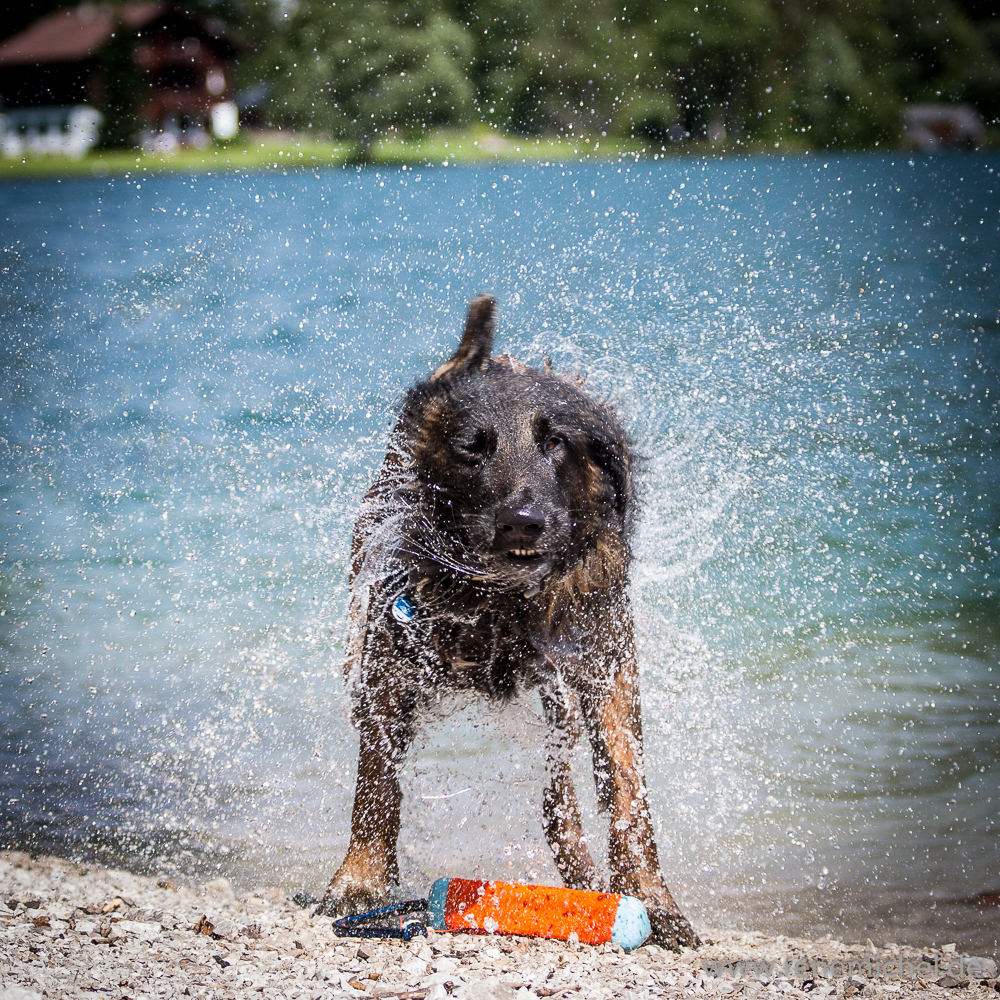 Belgische Wasserschleuder in Österreich