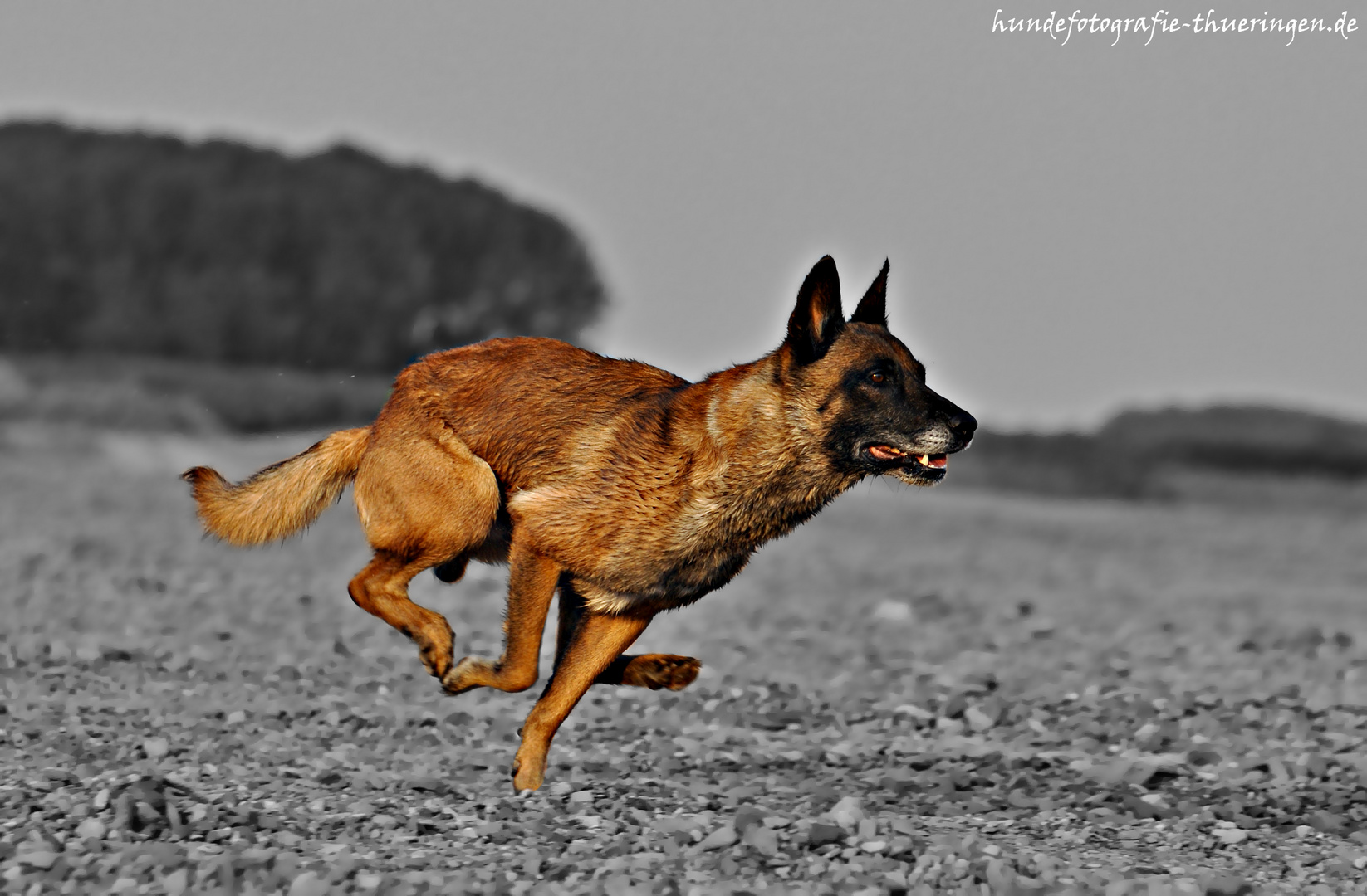 Belgischer Schäferhund