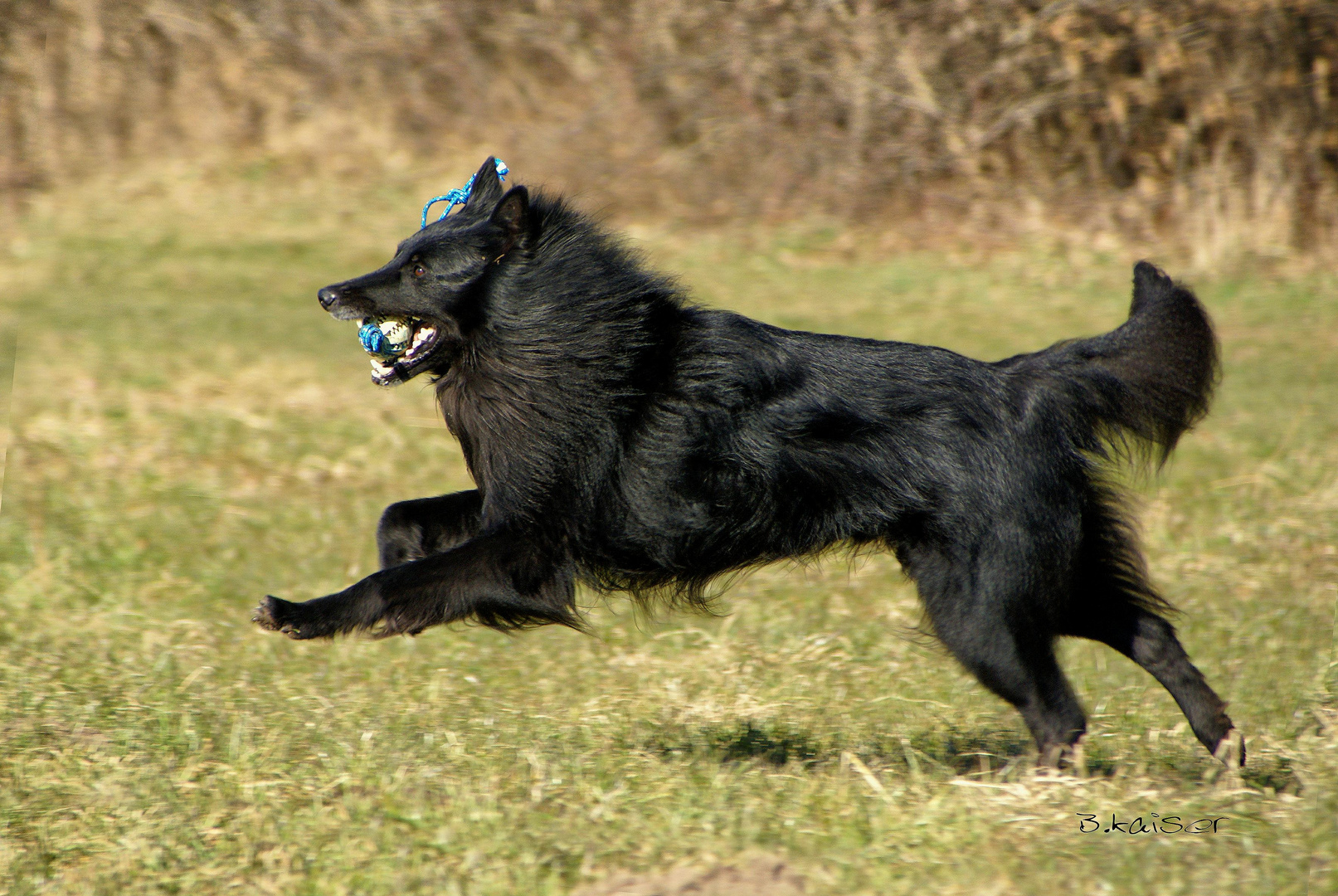 Belgischer Schäferhund, Groenendael