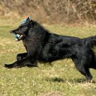 Belgischer Schäferhund, Groenendael