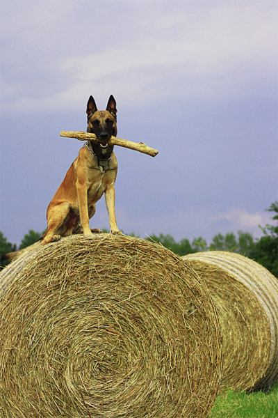 Belgischer Schäferhund - Malinois