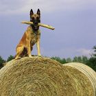 Belgischer Schäferhund - Malinois