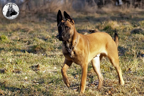 Belgischer Schäferhund - Malinois