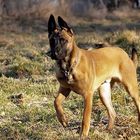 Belgischer Schäferhund - Malinois