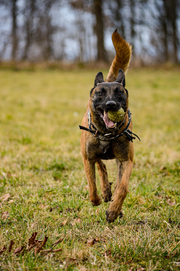 Belgischer Schäferhund / Malinois