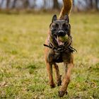 Belgischer Schäferhund / Malinois