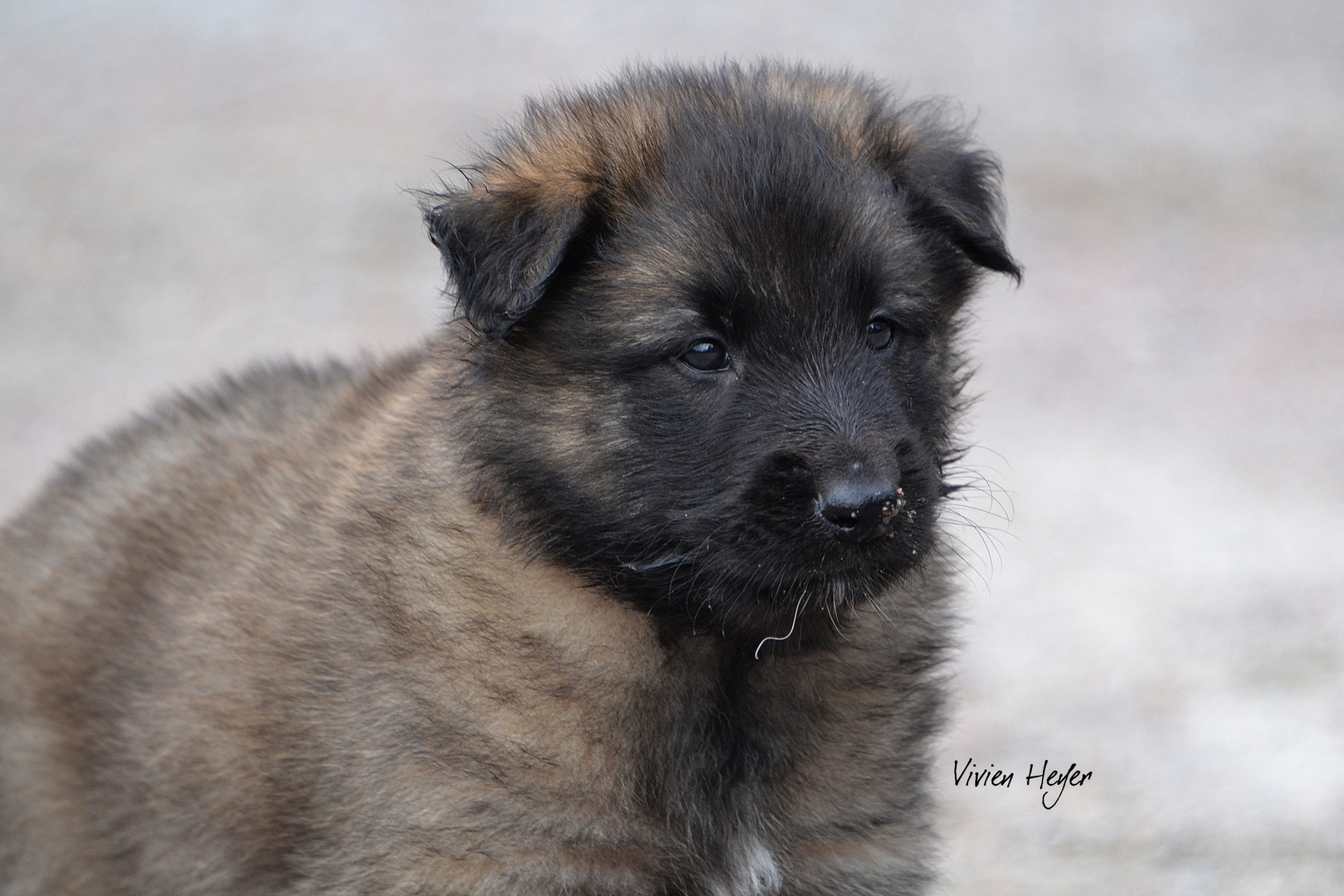 Belgischer Schäferhund - Tervueren-Welpen