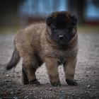 Belgischer Schäferhund - Tervueren-Welpen II