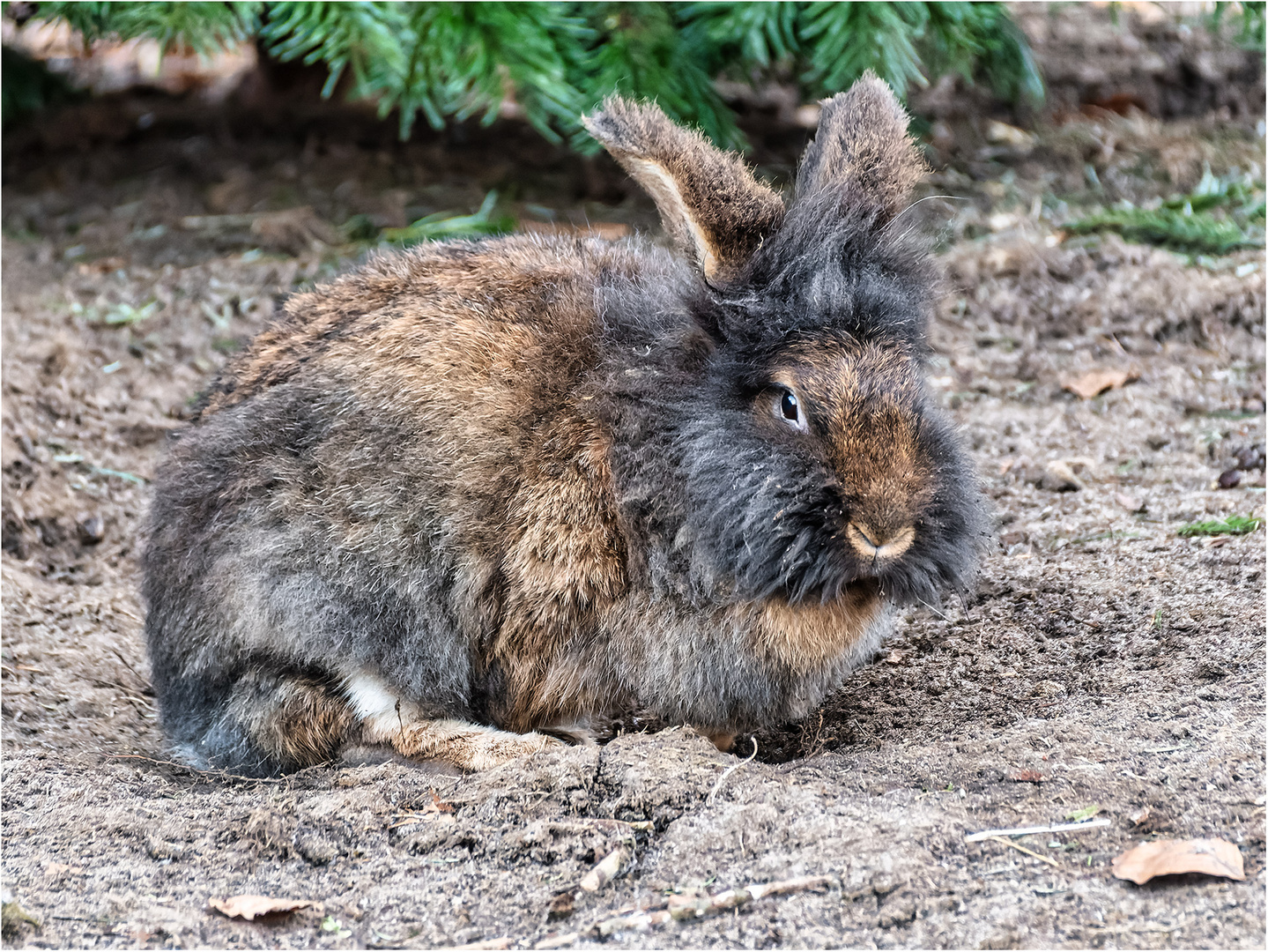 Belgisches Bartkaninchen