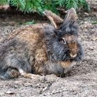 Belgisches Bartkaninchen