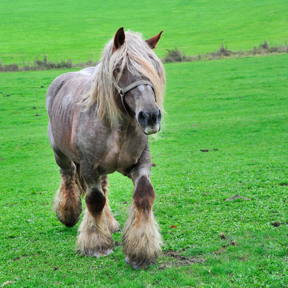 Belgisches Kaltblut Pferd