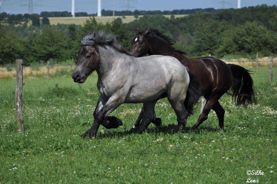 Belgisches Kaltblut und Westfale