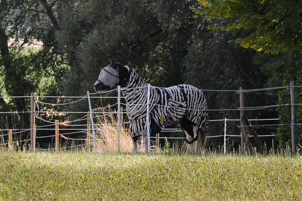 Belgisches Zebra