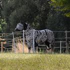 Belgisches Zebra