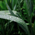 Belgium Grass