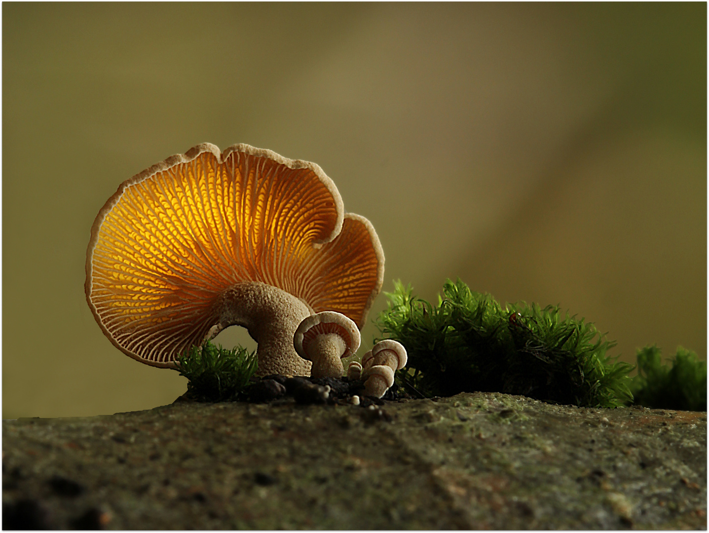 "Belichteter Zauberwald"