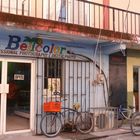 Belicolor