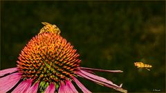 Beliebt bei den Insekten ...