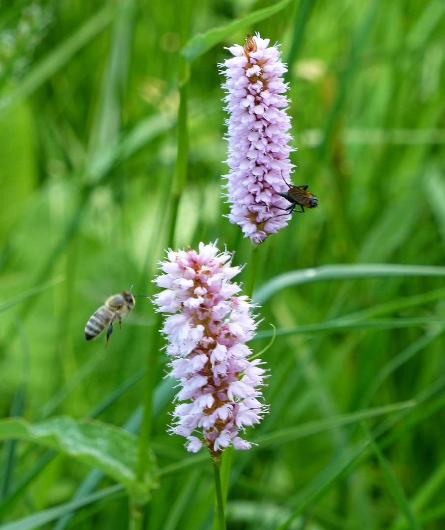 beliebt bei den Insekten Foto &amp; Bild | natur, rosa, pflanzen Bilder auf ...