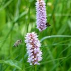 beliebt bei den Insekten