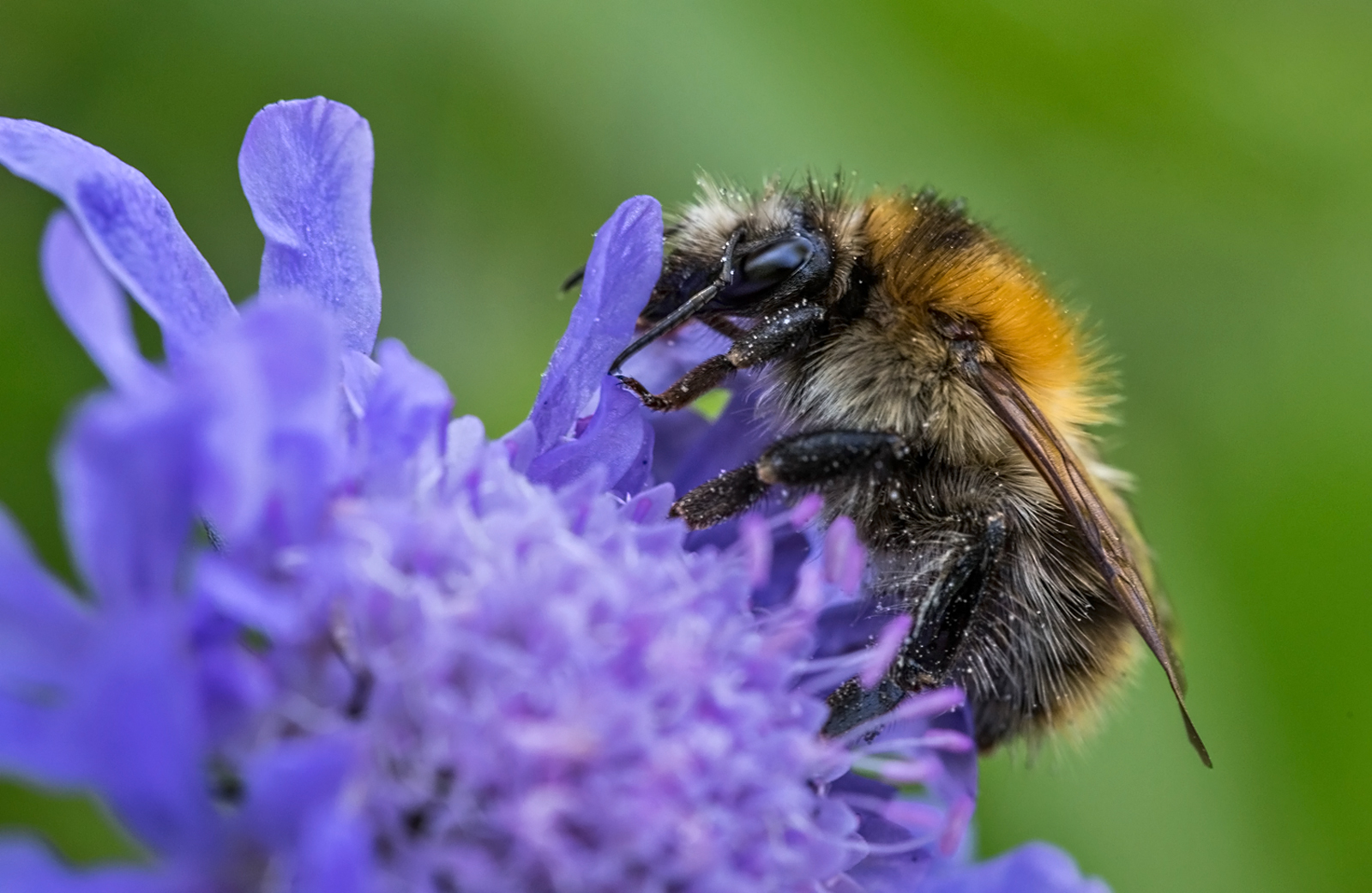 Beliebt bei Hummel und C.