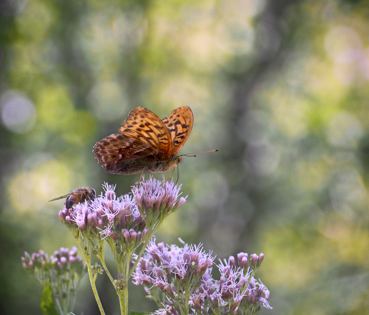 Beliebte Blume