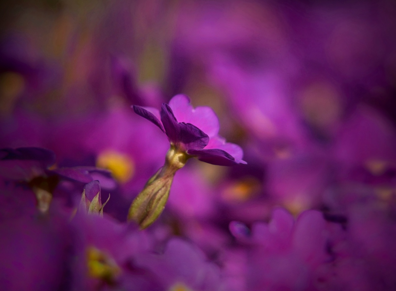 Beliebte Gartenfreunde 