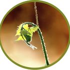 User Profile Photo