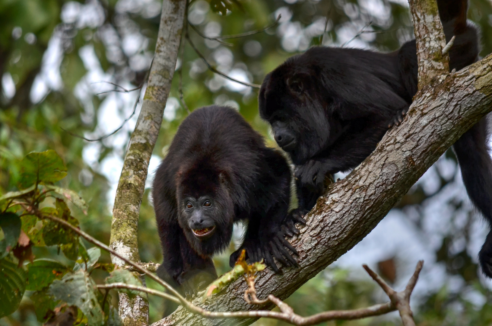 Belize