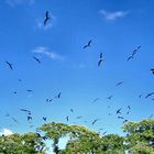 Belize, "Fregattbirds"