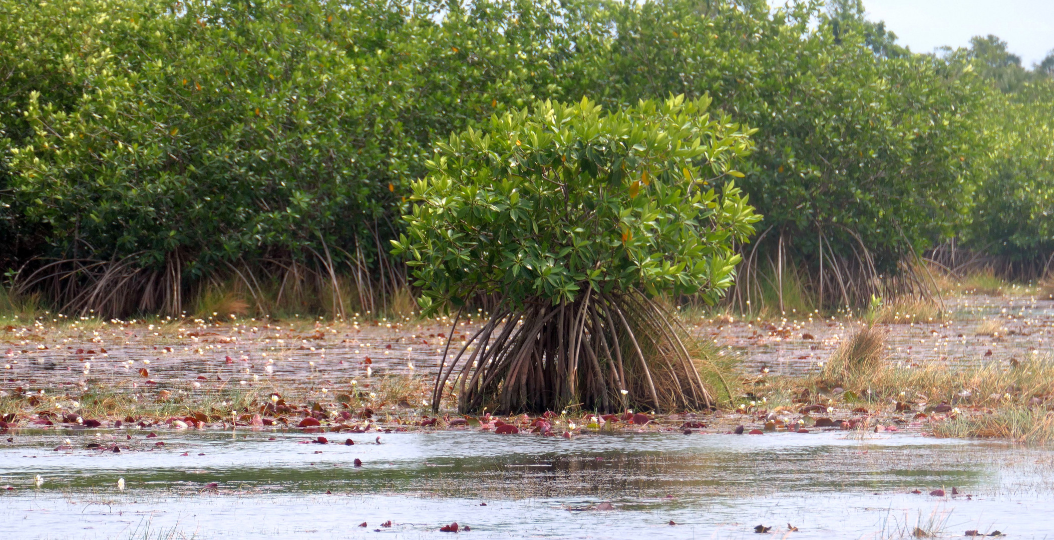 Belize-Mangroven